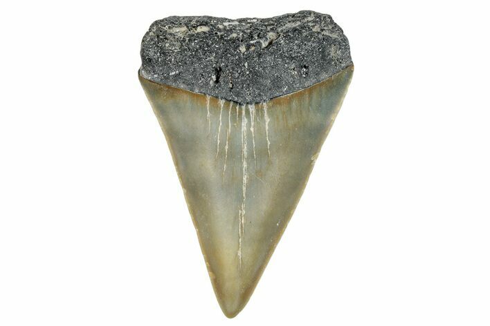 Fossil Broad-Toothed Mako Shark Tooth - North Carolina #272964